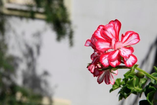 Emelce Apart Bodrum Buitenkant foto